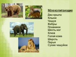 Урок окружающего мира в 3 классе «Размножение животных разных групп - Развитие птиц», слайд 8