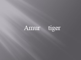 Амурский тигр - Amur tiger (на английском языке)