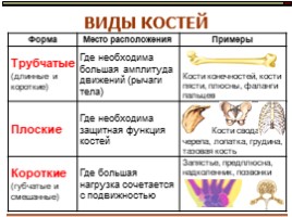 Опорно-двигательная система - Состав, строение и рост костей, слайд 13