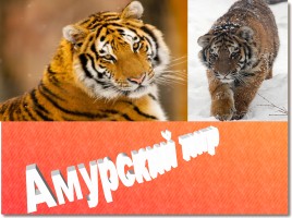 Амурский тигр - Красная книга, слайд 9