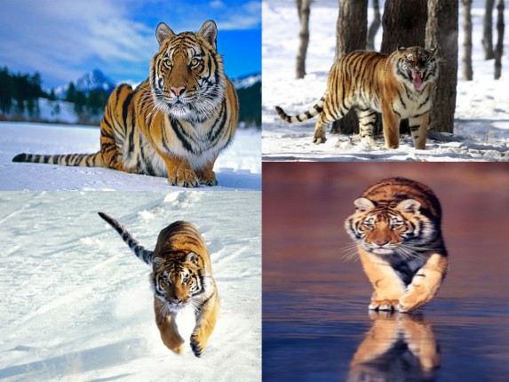 Презентация «Амурский тигр - Красная книга»