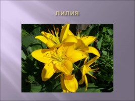 Для учителя ИЗО 1 класс «Сказочные цветы», слайд 24