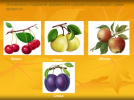 Урок по технологии 7 класс «Сведения о плодовых деревьях», слайд 12