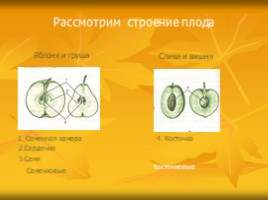 Урок по технологии 7 класс «Сведения о плодовых деревьях», слайд 13