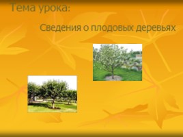 Урок по технологии 7 класс «Сведения о плодовых деревьях», слайд 9