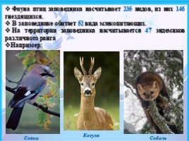 Байкало-Ленский государственный природный заповедник, слайд 6
