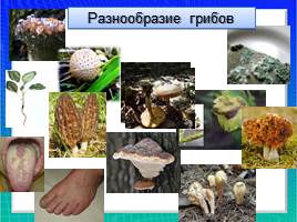 Организмы царства грибов и лишайников, слайд 19