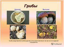 Организмы царства грибов и лишайников, слайд 21