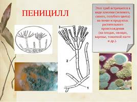 Организмы царства грибов и лишайников, слайд 25