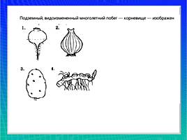 Организмы царства грибов и лишайников, слайд 3