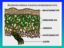 Организмы царства грибов и лишайников, слайд 31