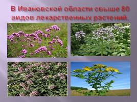 Лекарственные растения деревни Луговое, слайд 9