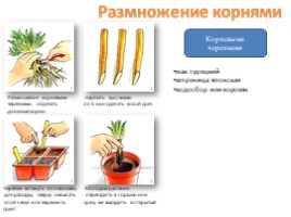 Вегетативное размножение цветковых растений - Часть 2, слайд 4