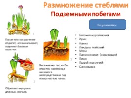 Вегетативное размножение цветковых растений - Часть 2, слайд 7
