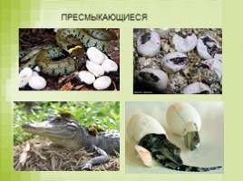 Размножение и развитие животных, слайд 10