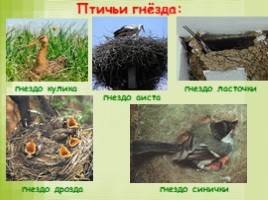 Размножение и развитие животных, слайд 13