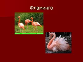 Красная книга Туркменистана, слайд 7