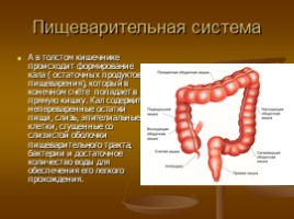 Пищеварительная система: зубы, желудок, толстый кишечник, слюна, слайд 9