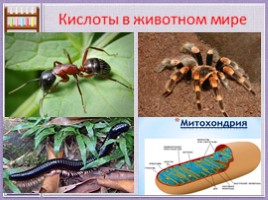 Кислоты рядом с нами для 8 класса, слайд 8