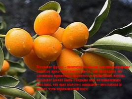 Изучение ассортимента экзотических плодов, слайд 32