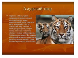 4 октября Всемирный день животных для подготовительной группы, слайд 14