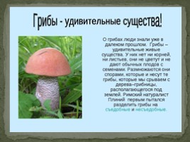 В царстве грибов" для дошкольников, слайд 10