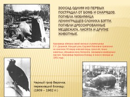 Ленинградский зоопарк во время войны, слайд 2