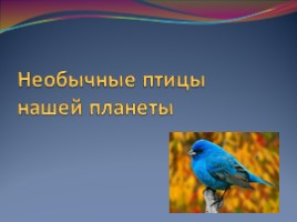 Необычные птицы нашей планеты, слайд 1
