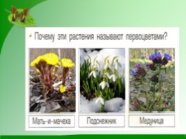 Весна" 1 класс Учебник «Я и мир вокруг» (А.А. Вахрушев), слайд 8
