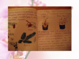Использование дневника фенологических наблюдений на уроках биологии в 6 классе, как элемента регионального Кубанского компонента содержания общего образования., слайд 14
