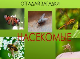 Кто такие насекомые?, слайд 2