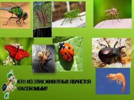 Кто такие насекомые?, слайд 3