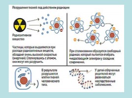 Радиация и жизнь. Биологическое действие радиоактивных изотопов, слайд 7
