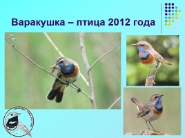 1 апреля «День птиц», слайд 25