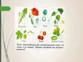 Распространение семян и плодов растений, слайд 3