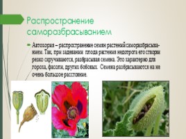 Распространение семян и плодов растений, слайд 7