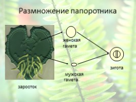 Отдел Папоротниковидные. Происхождение, особенности организации и жизненного цикла, слайд 15