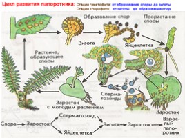 Отдел Папоротниковидные. Происхождение, особенности организации и жизненного цикла, слайд 19