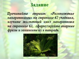 Отдел Папоротниковидные. Происхождение, особенности организации и жизненного цикла, слайд 20