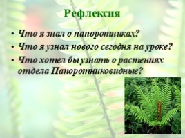 Отдел Папоротниковидные. Происхождение, особенности организации и жизненного цикла, слайд 23