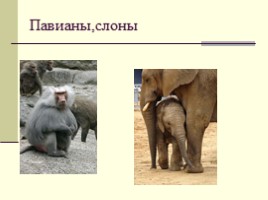 Жизнь животных на разных материках, слайд 12