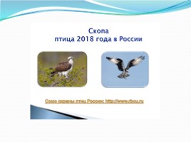 1 апреля международный день птиц, слайд 19