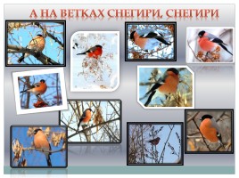 Снегирь - птица зимы, слайд 13