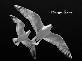 Песня «Птицы белые», слайд 16