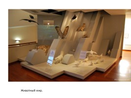 Музей «Природа и человек» Ханты-Мансийск, слайд 14