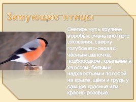 Перелетные и зимующие птицы для подготовительной группы, слайд 22