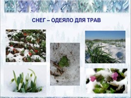 Зима в жизни растений. Труд человека зимой, слайд 9