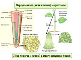 Ткани растений, слайд 7