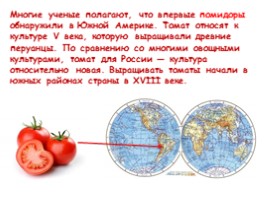 Откуда овощи в Россию пришли?, слайд 13