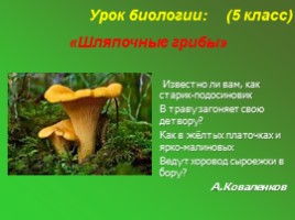 Шляпочные грибы (5 класс), слайд 1